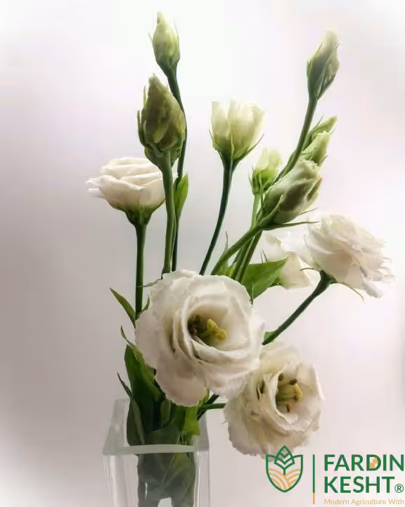 بذر گل لیسیانتوس سفید شاخه بریده هیبرید ژاپنی بسته 10 عددی