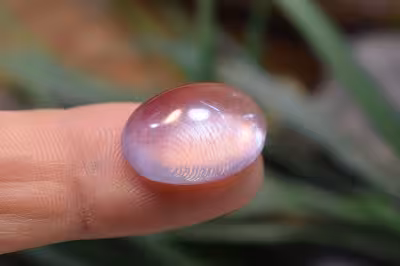 امتیست دامله(کاپوشی)