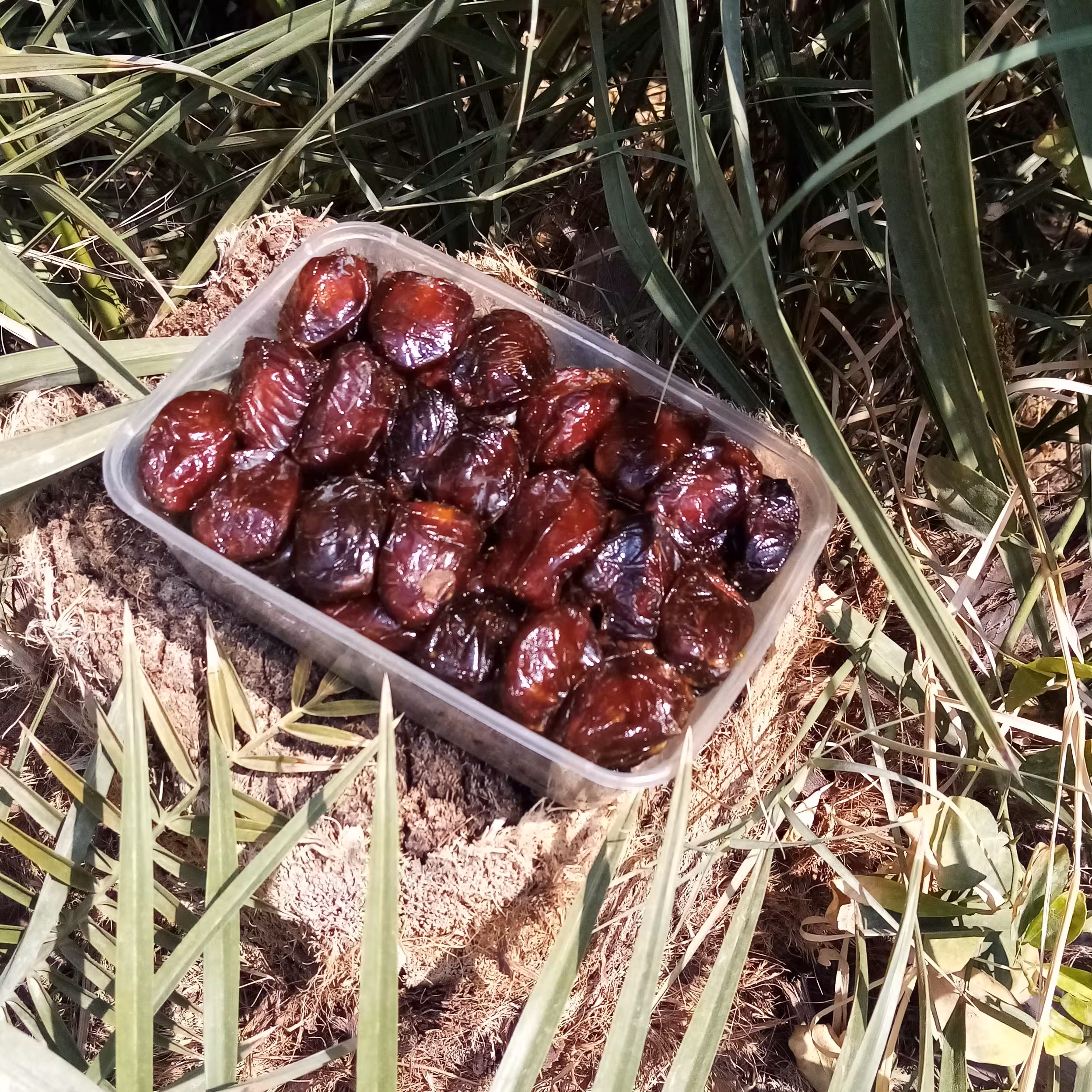 خرما  کبکاب 2 کیلویی درجه 1 شسته شده