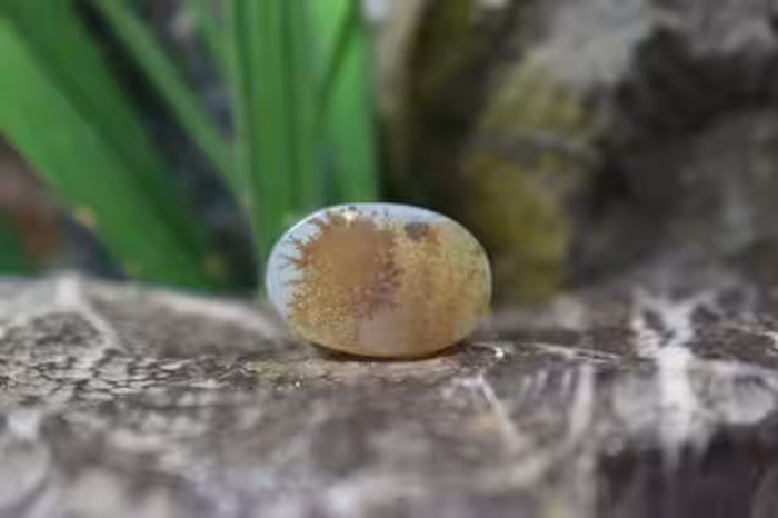 عقیق شجر برزیل