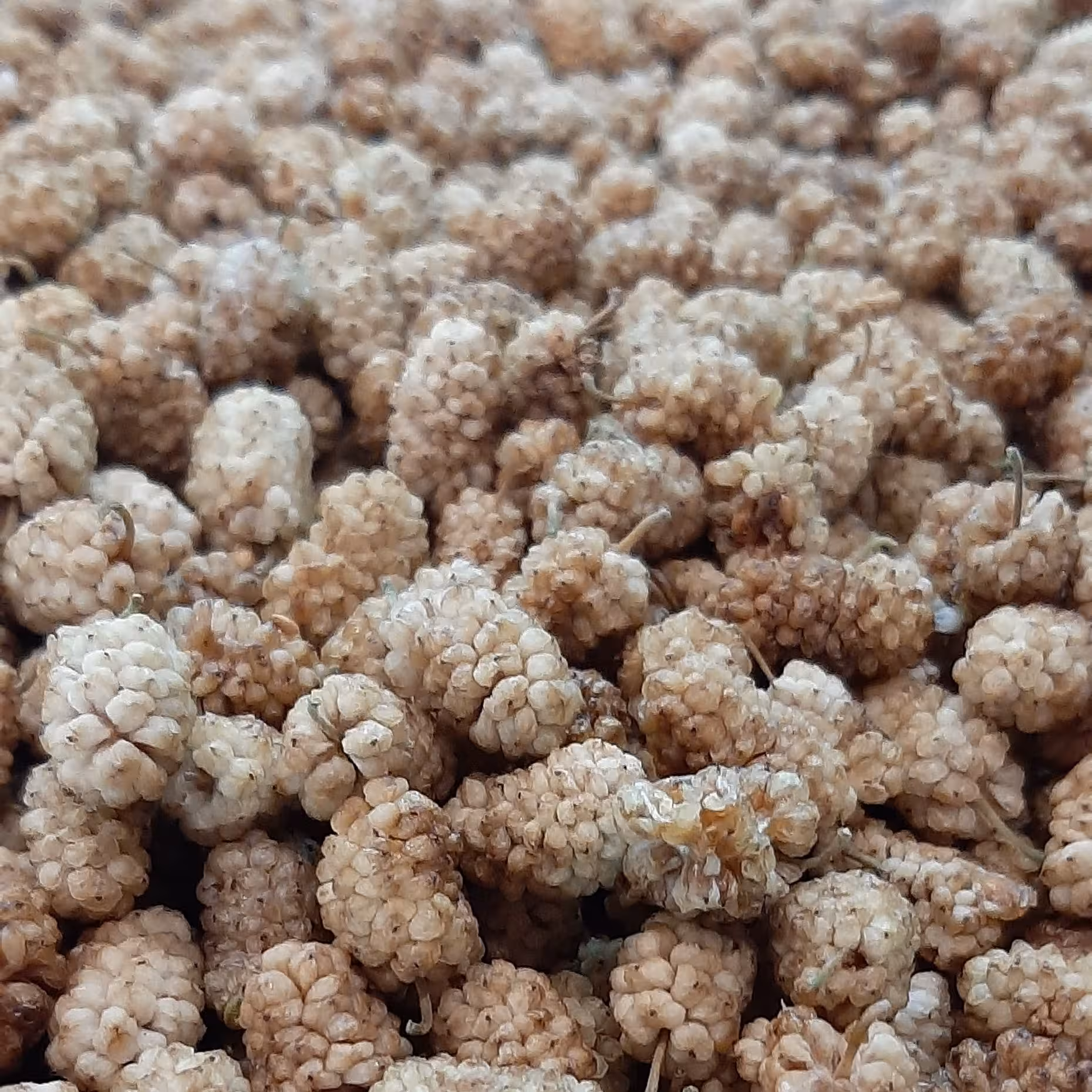 توت خشک 250 گرمی تازه و نرم و شیرین - آفتاب خشک