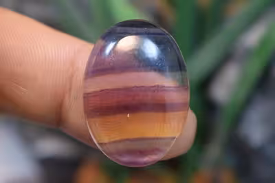 فلوریت رنگین کمانی مکزیک