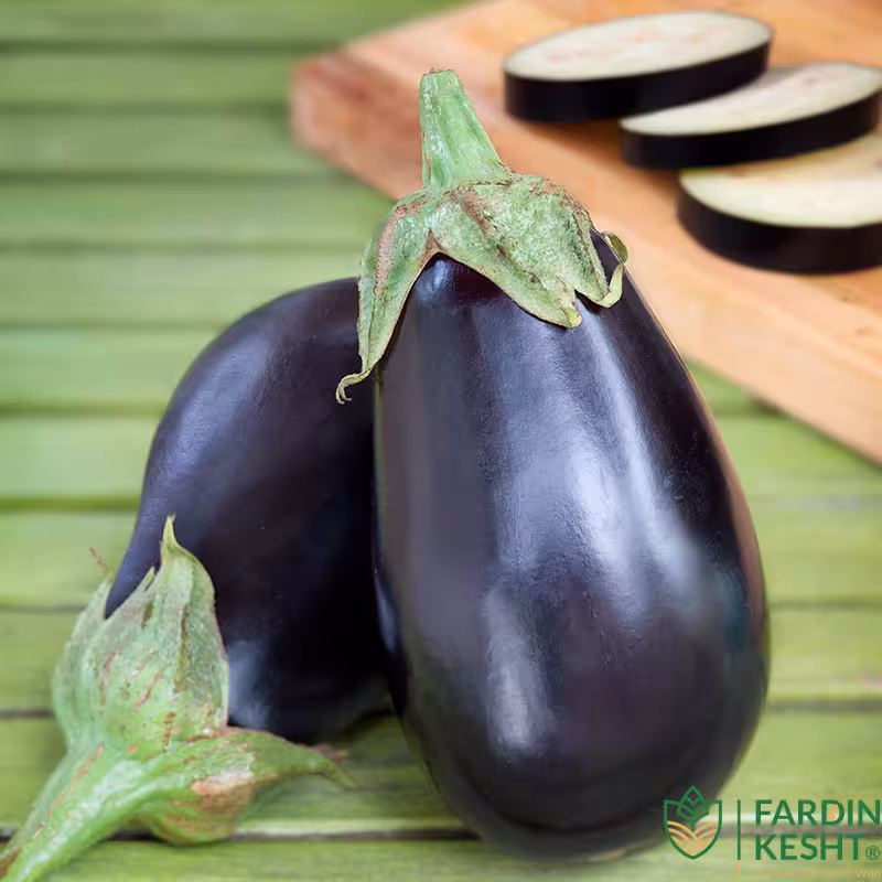 بذر بادمجان دلمه بلک بیوتی بسته 50 عددی