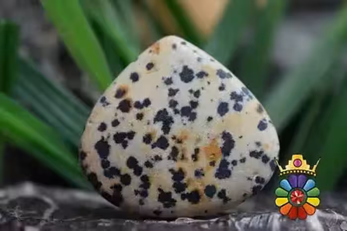 جاسپر دالماسی