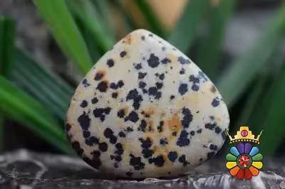 جاسپر دالماسی