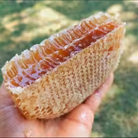  عسل(عسل سبدی) (فراورده های طبیعی ایلیا)