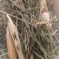 گیاه دم اسبی درجه یک اعلاء 1000 گرم 5 ستاره صدرا