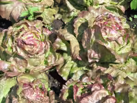 بذر کاهو رز پیچ قرمز