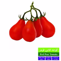 بذر گوجه گلابی قرمز بذر طلایی رویان