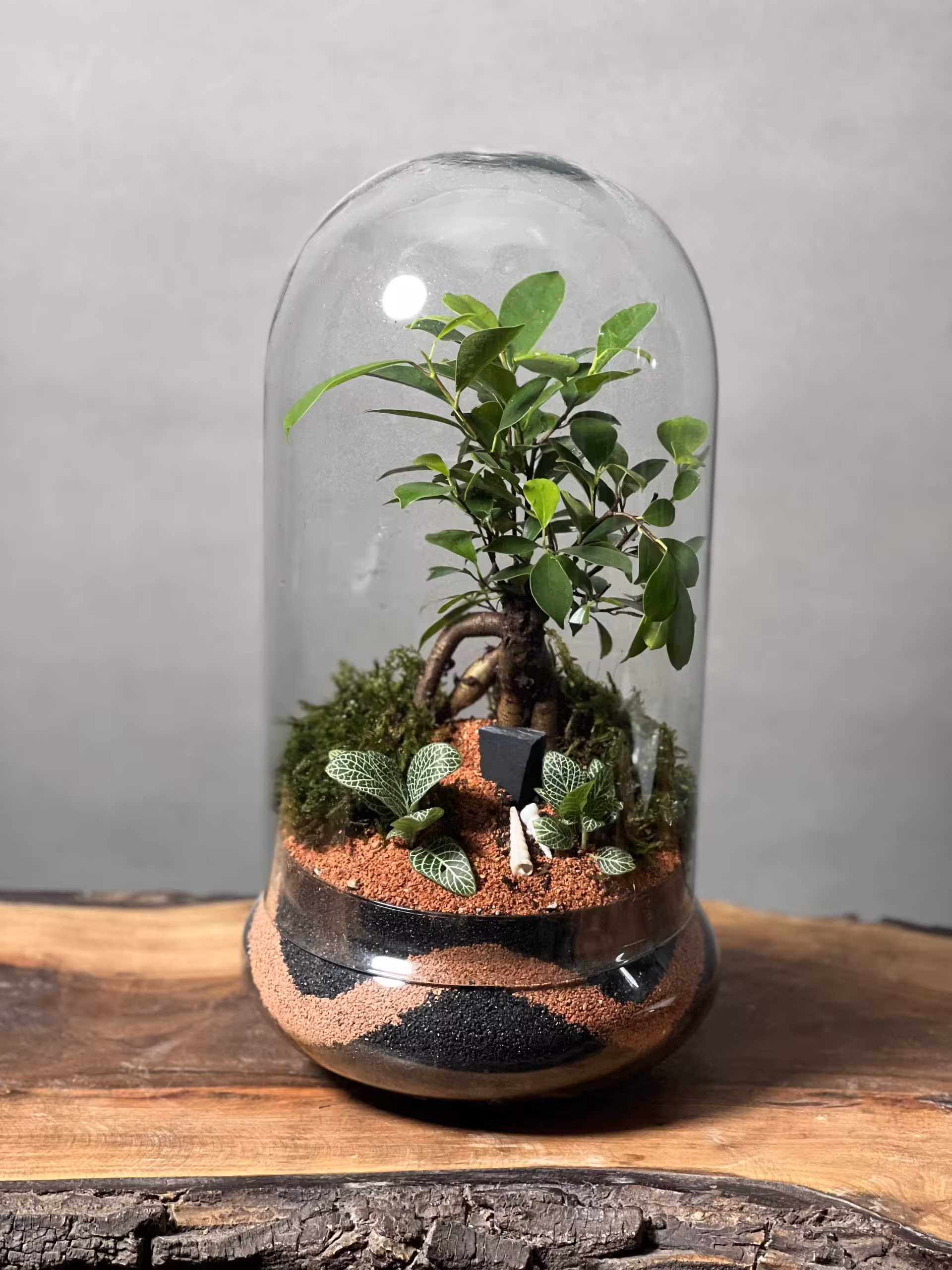 خرید تراریوم بونسای فیکوس طرح بلک فایر با بهترین قیمت بازار