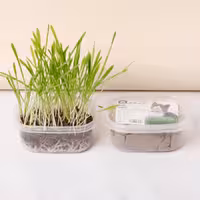 کیت علف گربه کت من