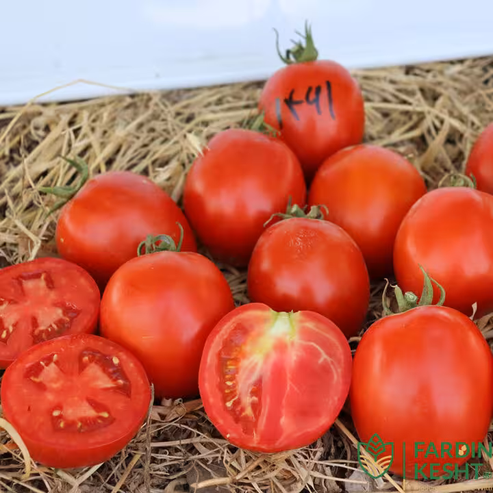 بذر گوجه فرنگی 1461 هیبرید فضای باز گل سم بسته 10 عددی