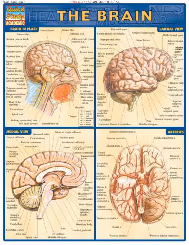 خرید و دانلود نسخه کامل کتاب Brain by Inc. BarCharts