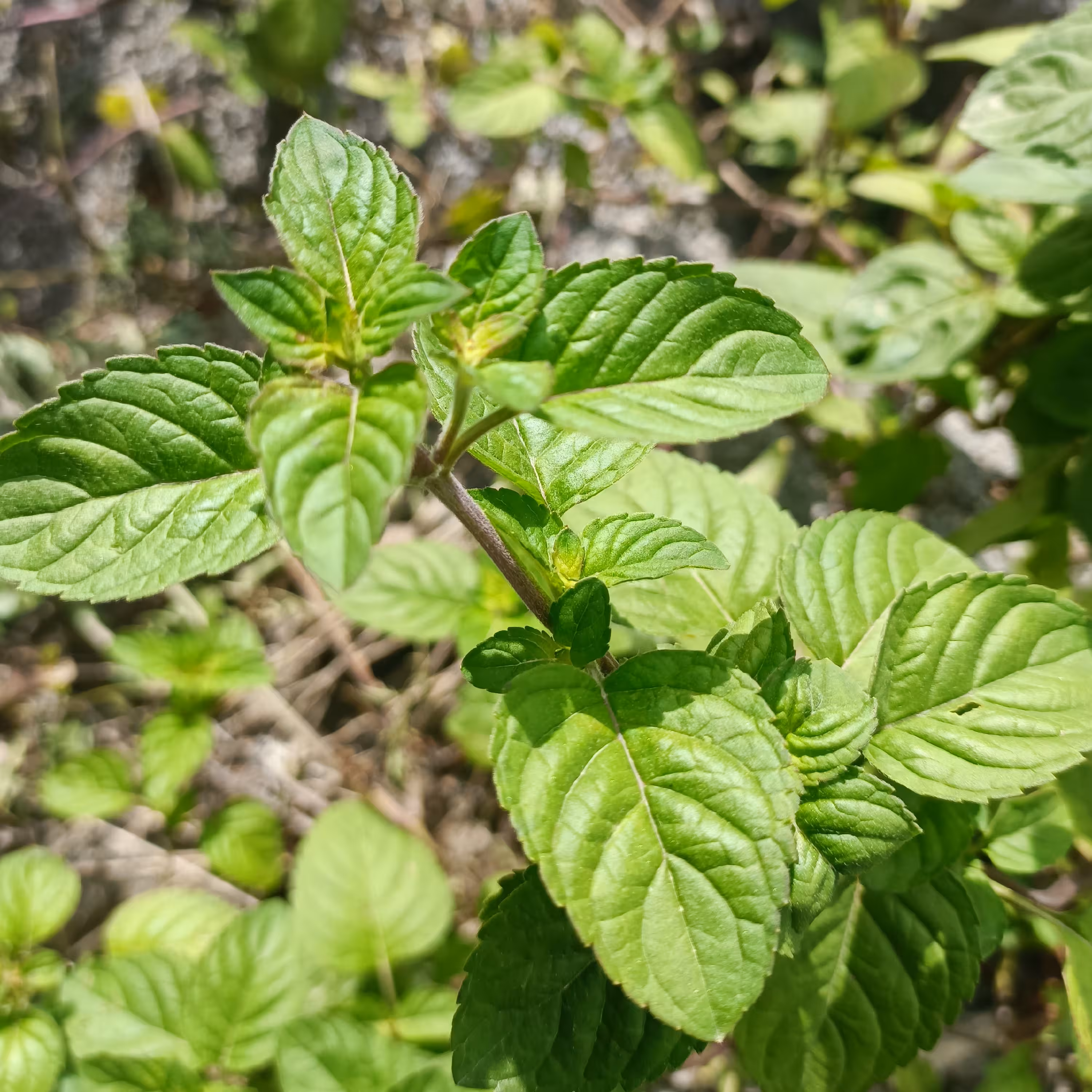 پونه یااوجی