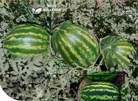 بذر هندوانه هیبرید راتا