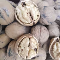 گردو تر  تازه همدان امسالی 5کیلو