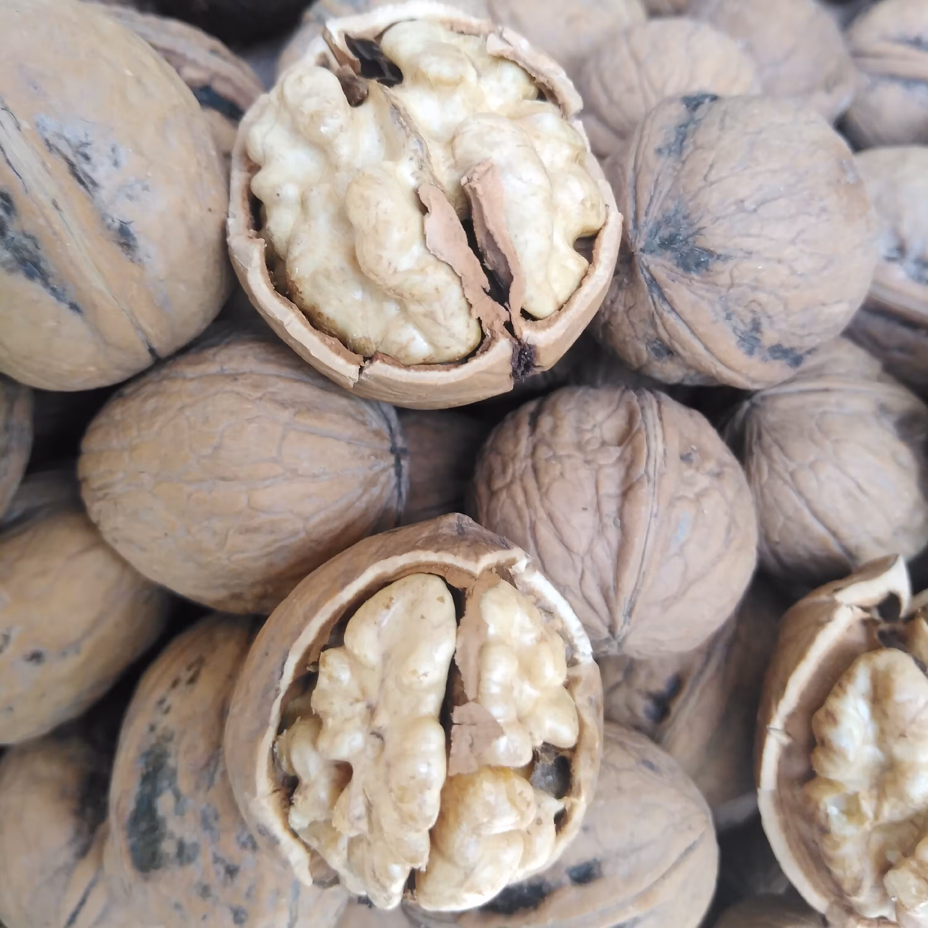 گردو تر  تازه همدان امسالی 5کیلو