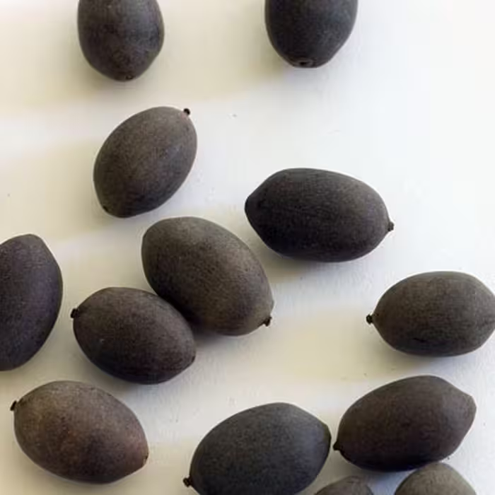 بذر نیلوفر