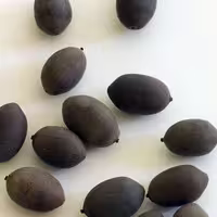 بذر نیلوفر