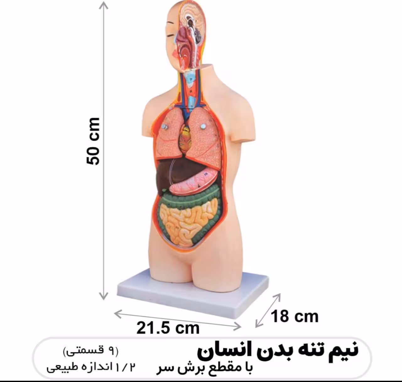 مولاژ نیم تنه بدن انسان با مقطع برش سر  9 قسمتی  ابعاد  کالا50 سانتیمتر 1/2 اندازه طبیعی