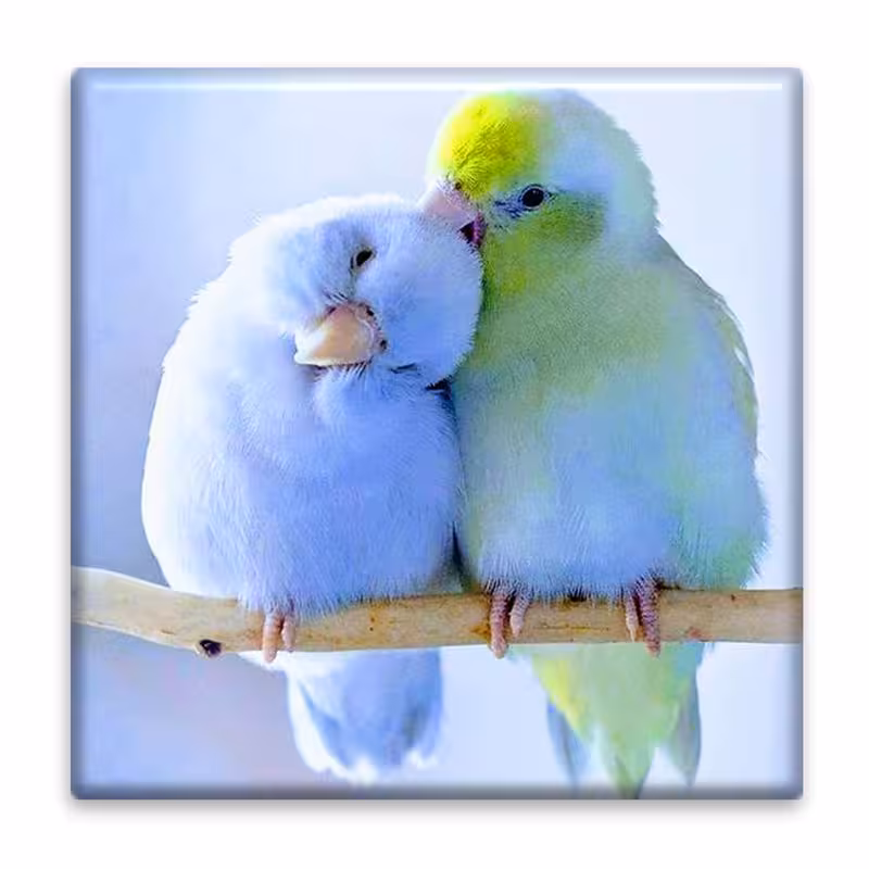 زیر لیوانی  مدل مرغ عشق کد    4687828_3298