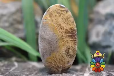 موروکو فسیل