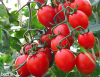 بذر گوجه گیلاسی قرمز