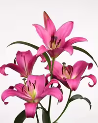 پیاز گل لیلیوم معطر OT با رنگ صورتی و رقم Tabledance