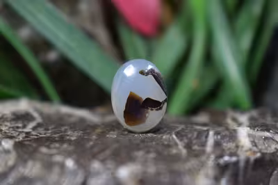 عقیق شجر برزیل