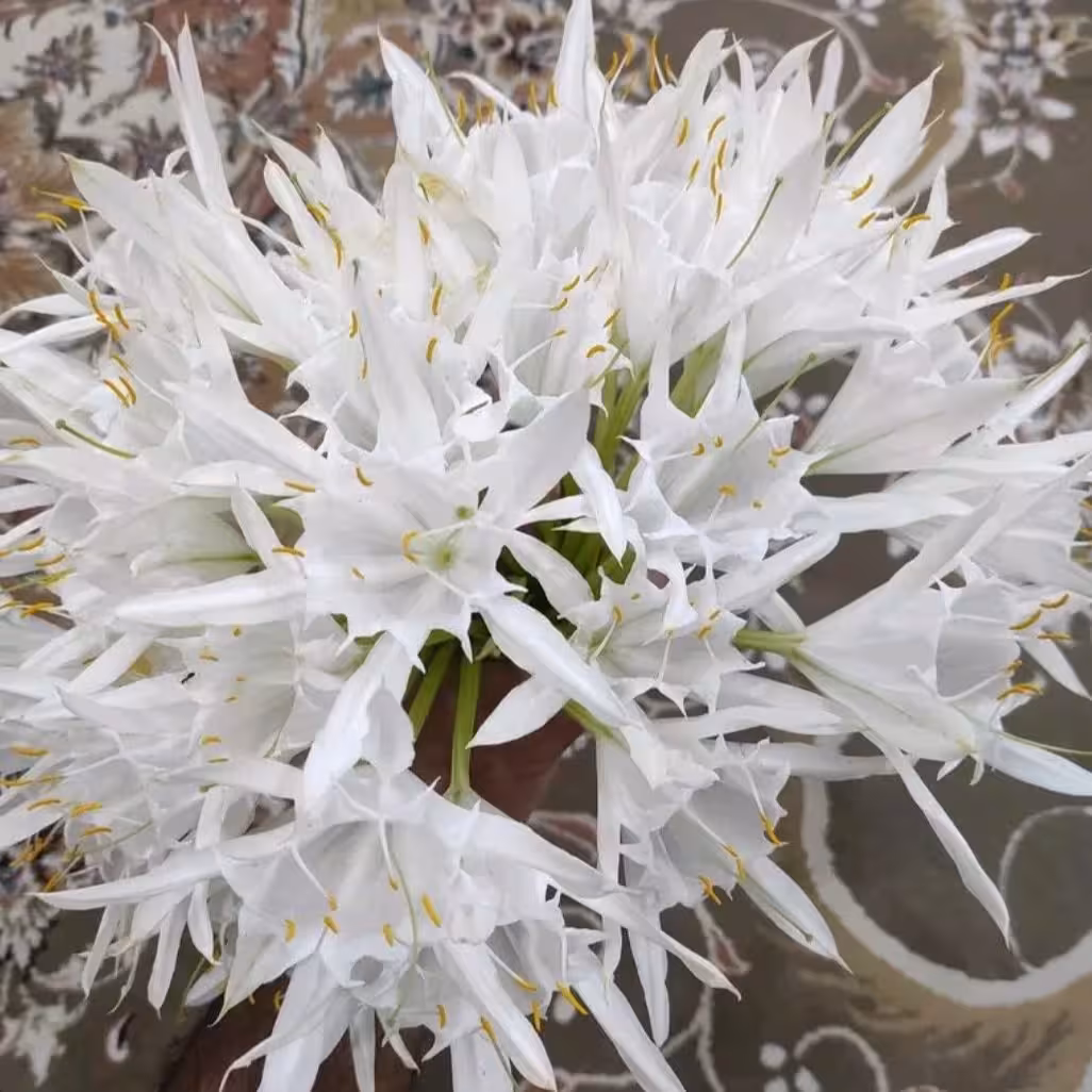 پیاز گل نرگس پانکراتیوم معطر(یک عدد )