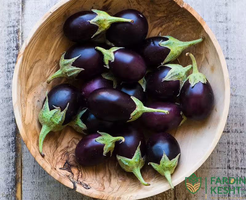 بذر بیبی بادمجان ترشی اسپانیایی بسته 20 عددی
