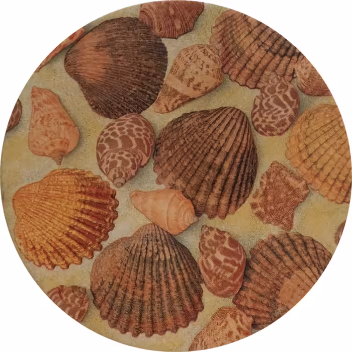 بشقاب دیوارکوب سفالی مدل سنگ و صدف مجموعه 2 عددی 