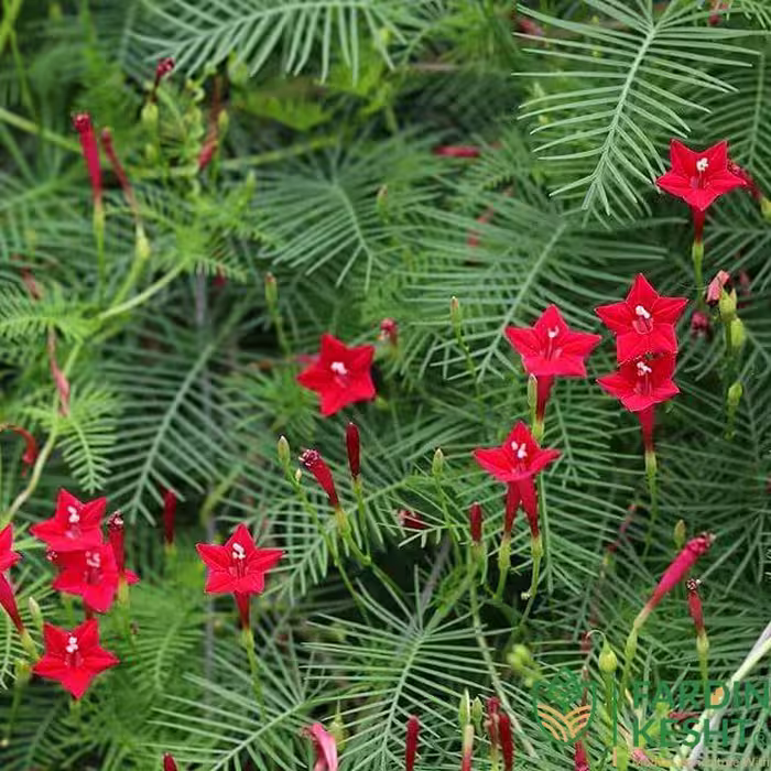 بذر گل نیلوفر پیچ سرو تاک بسته 3 عددی