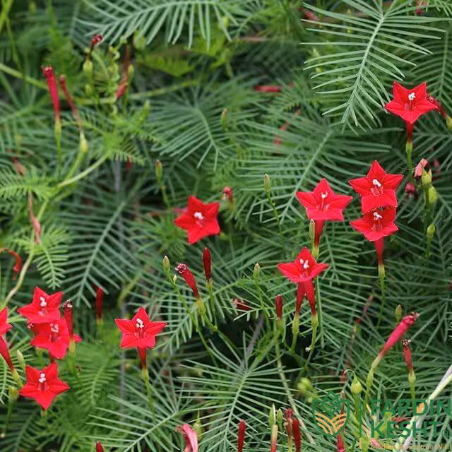 بذر گل نیلوفر پیچ سرو تاک بسته 3 عددی