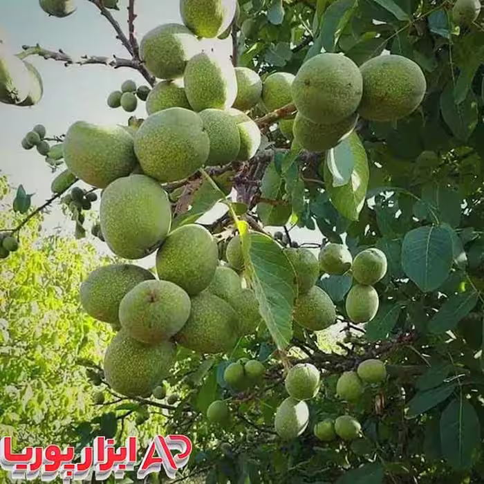 نهال گردو فرانکت پیوندی