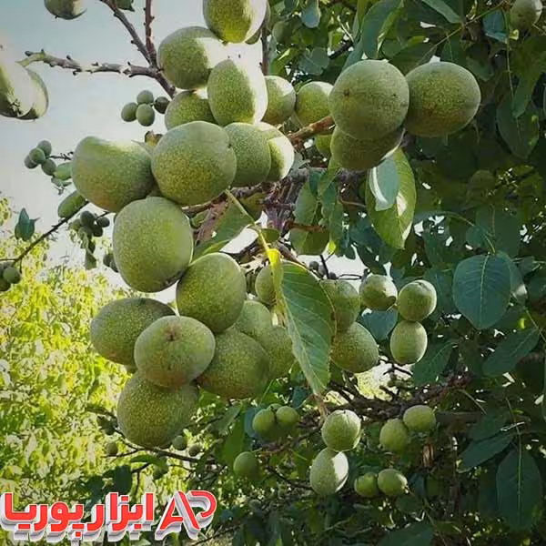 نهال گردو فرانکت پیوندی