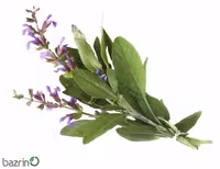 بذر مریم گلی