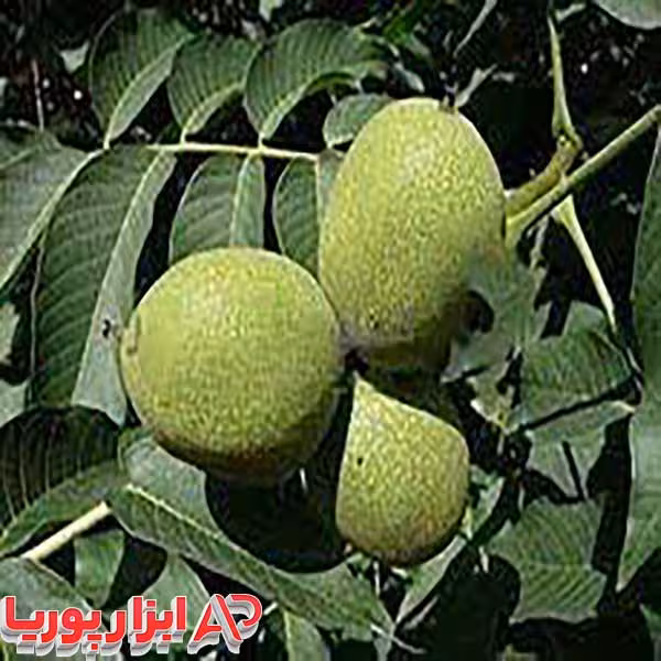 نهال گردو ایرانی ریشه لخت