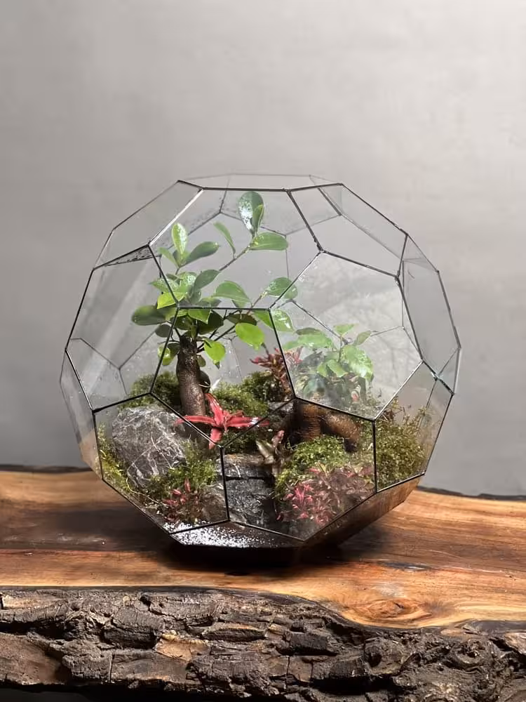 خرید تراریوم لاکچری بنسای فیکوس طرح توپ سبز 40 Cm