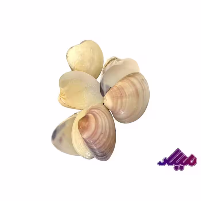 صدف کد 1170024