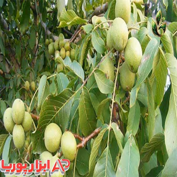 نهال گردو روند RDM