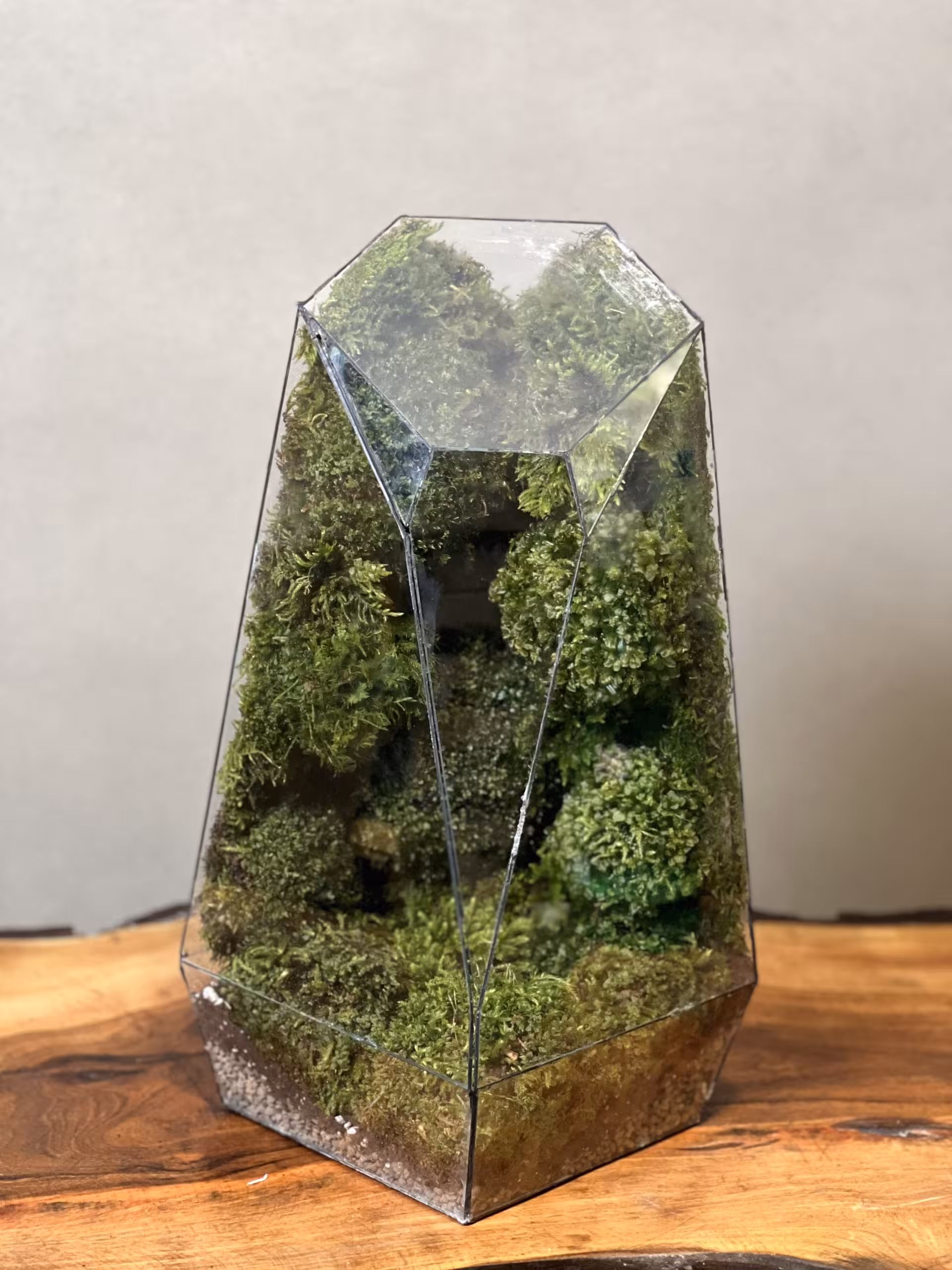خرید موساریوم طبیعت فاکس 40 Cm (تراریوم) ارسال فوری به تهران و سراسر ایران