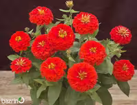 بذر گل آهار قرمز