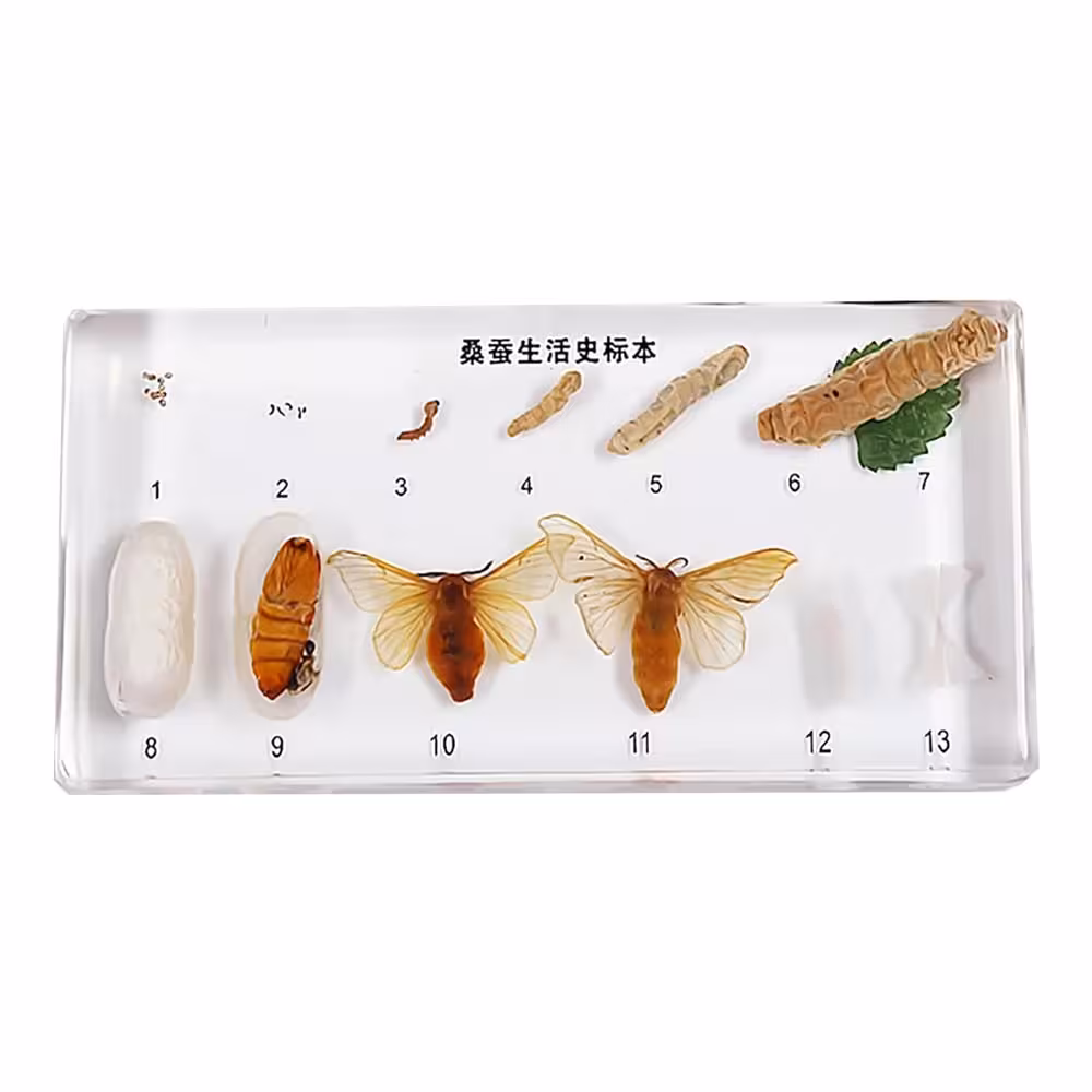 سیر تکامل کرم ابریشم