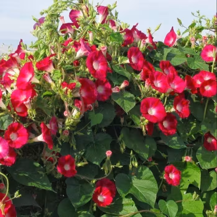 بذر گل نیلوفر قرمز5 عددی