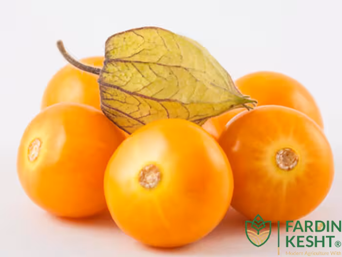 بذر فیسالیس غول آسیا هندی بسته 30 عددی
