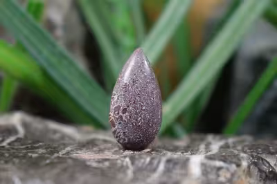 فسیل استخوان دایناسور