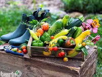 پکیج بذر صیفی جات پاییزه (مناطق گرمسیری)