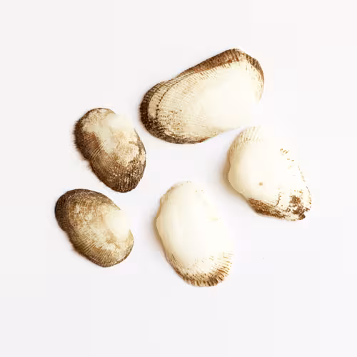صدف طبیعی پرزدار 5 عددی shell 3009