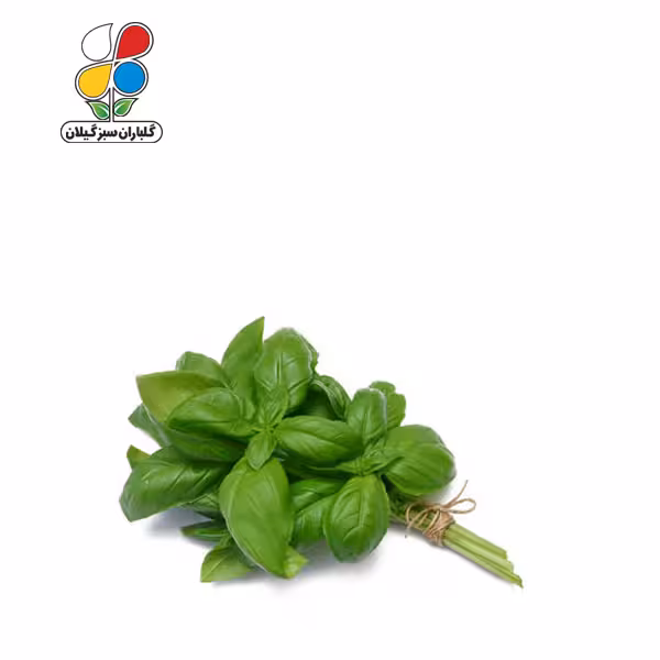 بذر ریحان سبز بسته بندی بزرگ